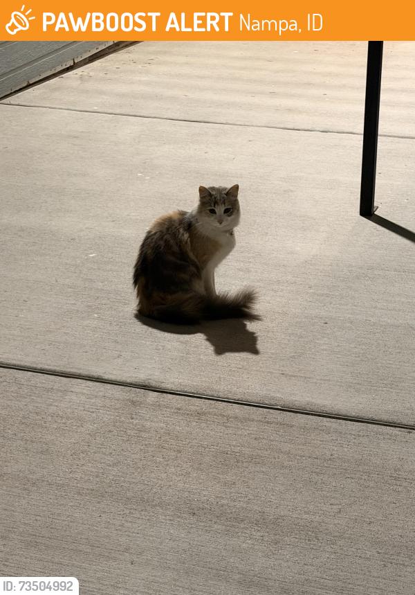 Found/Stray Unknown Cat last seen Sunny vale village apmts, Nampa, ID 83651