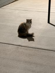 Found/Stray Unknown Cat last seen Sunny vale village apmts, Nampa, ID 83651