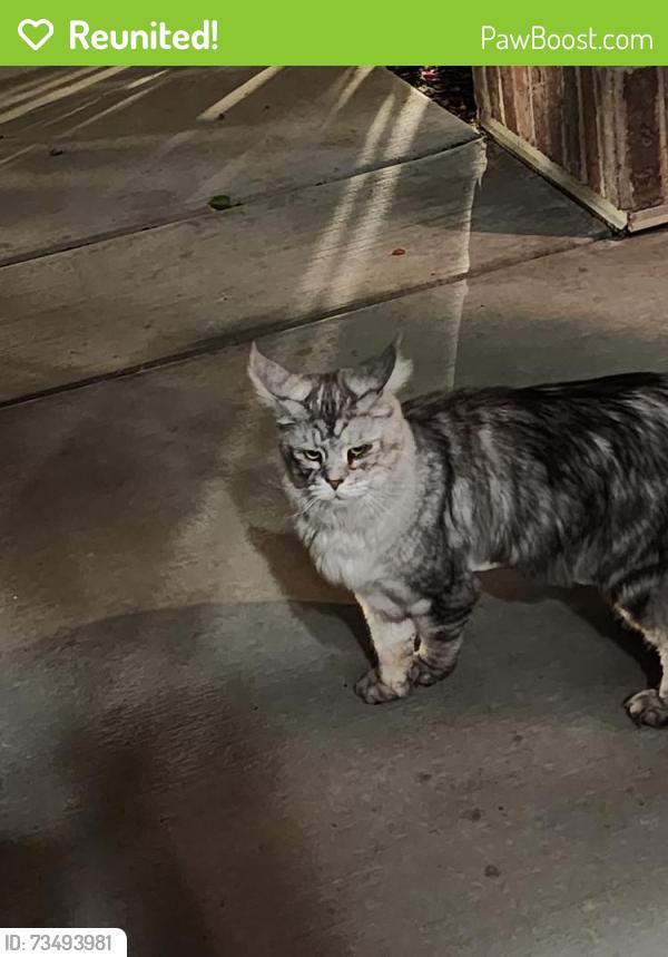 Reunited Unknown Cat last seen Near, Taylorsville, UT 84129