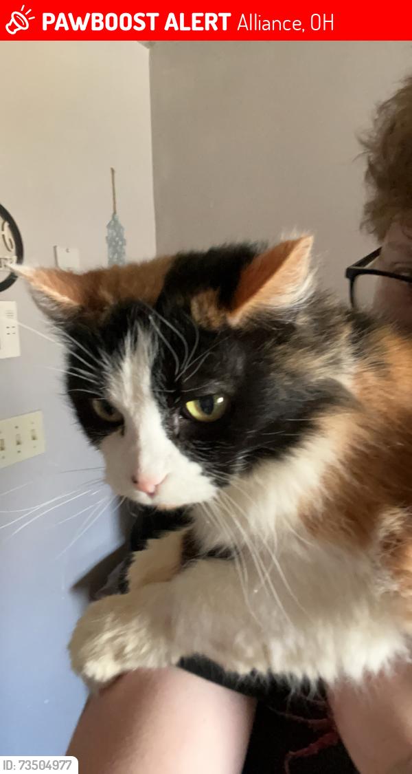 Lost Female Cat last seen N Webb Ave, Alliance OH 44601, near PNC parking lot, Alliance, OH 44601