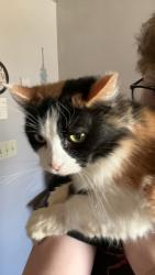Lost Female Cat last seen N Webb Ave, Alliance OH 44601, near PNC parking lot, Alliance, OH 44601