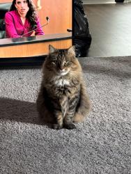 Reunited Female Cat last seen Toledo dr & cantabrian dr, Killeen, TX 76542