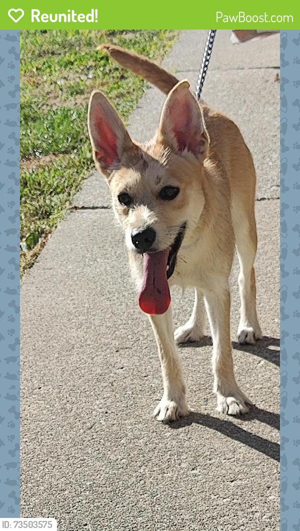 Reunited Female Dog last seen High St, Henderson St, Bloomington, IN 47401