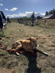 Lost Female Dog last seen Killingsworth and 30th, Portland, OR 97211