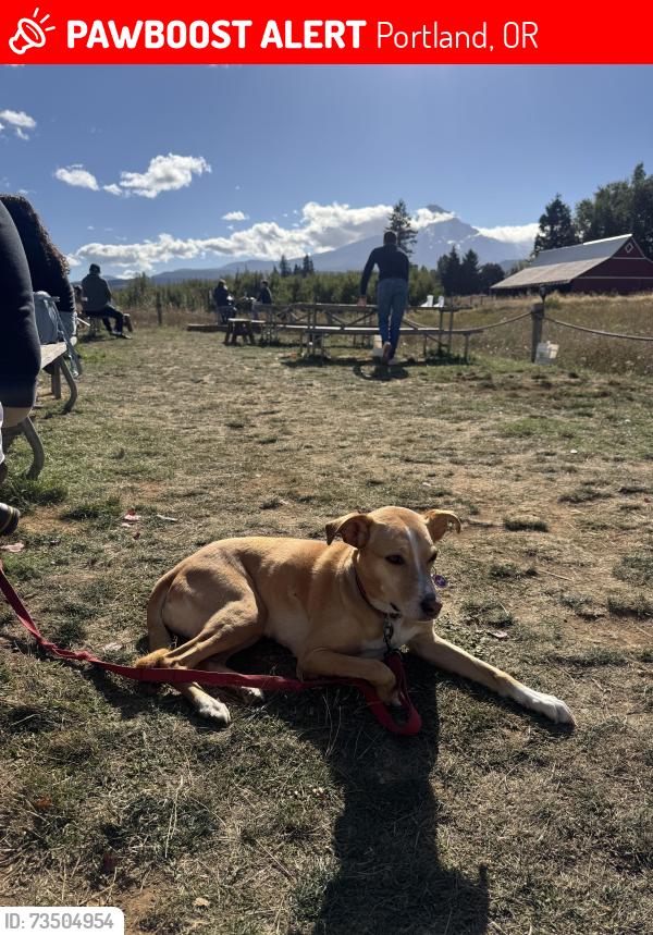 Lost Female Dog last seen Killingsworth and 30th, Portland, OR 97211