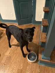 Reunited Male Dog last seen In the Ridgewood neighborhood, Greensboro, NC 27455