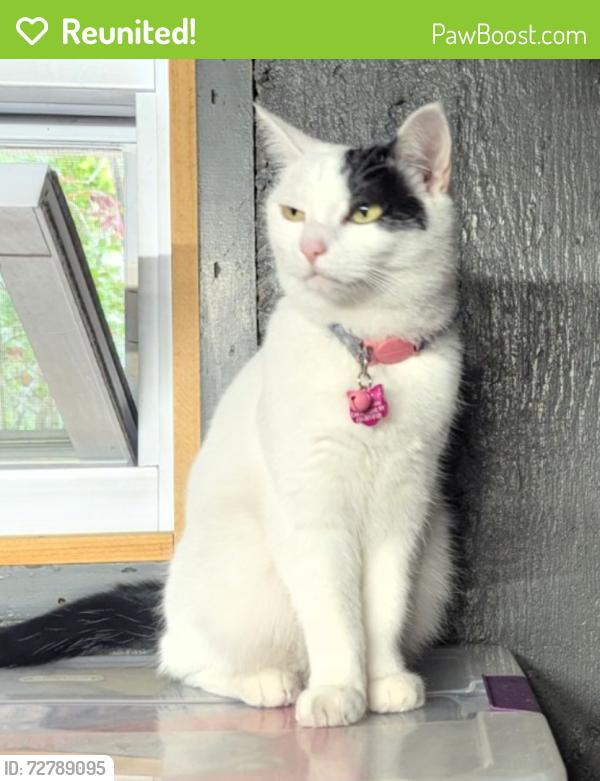 Reunited Female Cat last seen Medford Lane and Klaibar Lane, East Northport, NY 11731