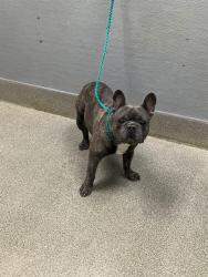 Shelter Stray Male Dog last seen TROPICANA AND SANDHILL, 655 N Mojave Rd, Las Vegas, NV 89101, USA