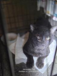 Shelter Stray Male Cat last seen Near BLOCK W PYRON AVE, 4710 TX-151, San Antonio, TX 78227, USA