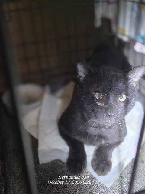Shelter Stray Male Cat last seen Near BLOCK W PYRON AVE, 4710 TX-151, San Antonio, TX 78227, USA