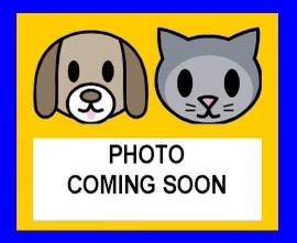 Shelter Stray Female Cat last seen Near BLOCK OF ELKHUNTER TRAIL, 4710 TX-151, San Antonio, TX 78227, USA