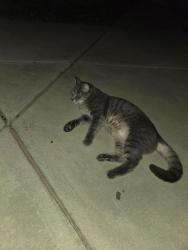 Found/Stray Unknown Cat last seen Murfield, Raintree Ln, Charlotte, NC 28277