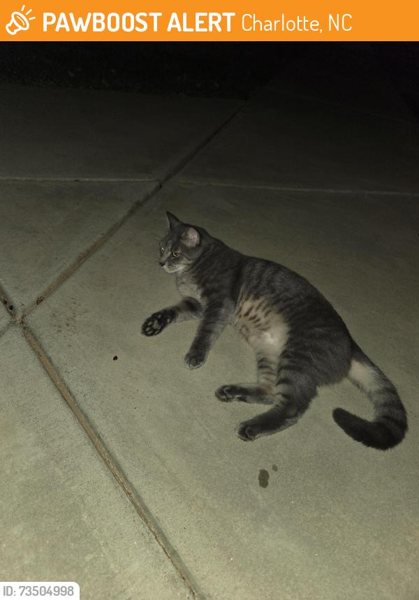 Found/Stray Unknown Cat last seen Murfield, Raintree Ln, Charlotte, NC 28277