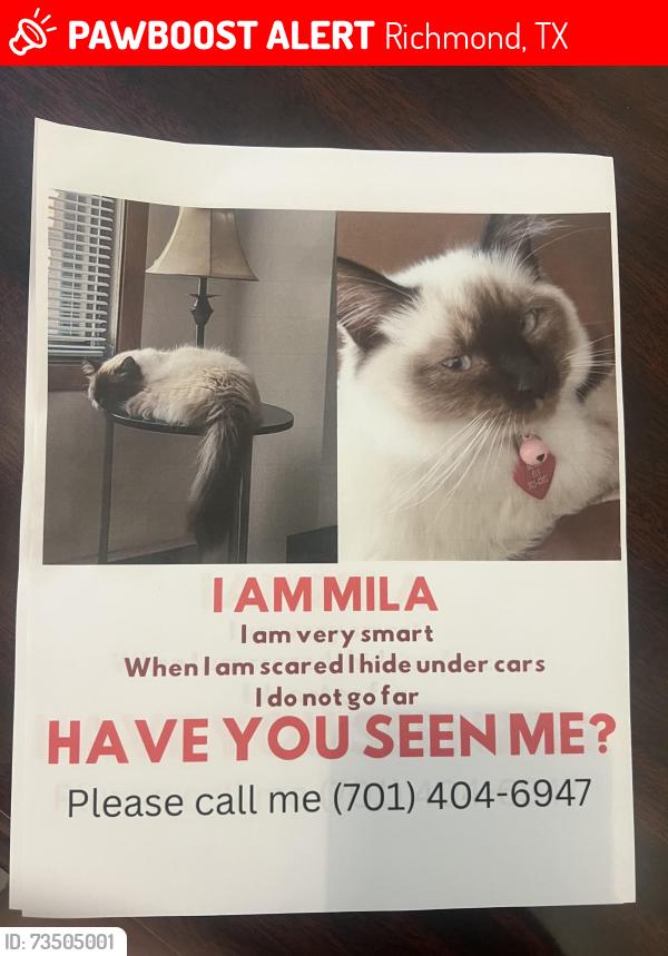 Lost Female Cat last seen Sundance meadows, Richmond, TX 77407