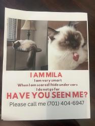 Lost Female Cat last seen Sundance meadows, Richmond, TX 77407