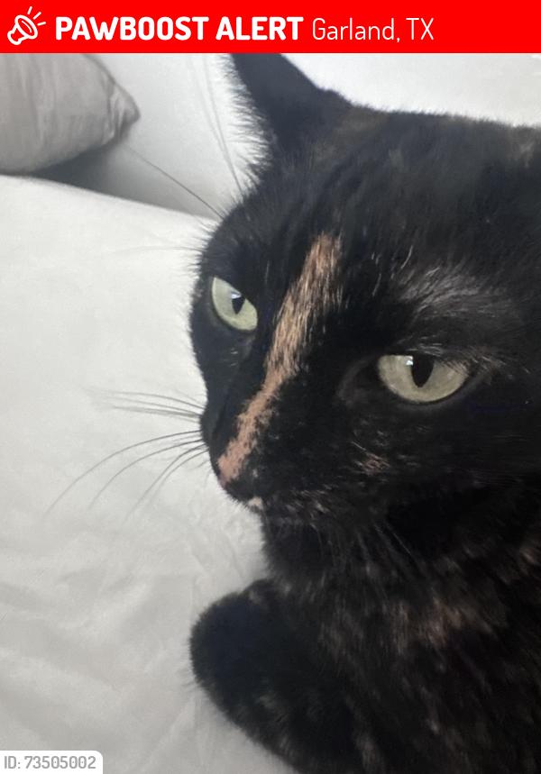 Lost Female Cat last seen Beltline, Garland, TX 75040