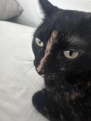 Lost Female Cat last seen Beltline, Garland, TX 75040