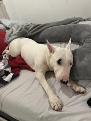 Reunited Male Dog last seen 35th Ave and van buren, Phoenix, AZ 85009