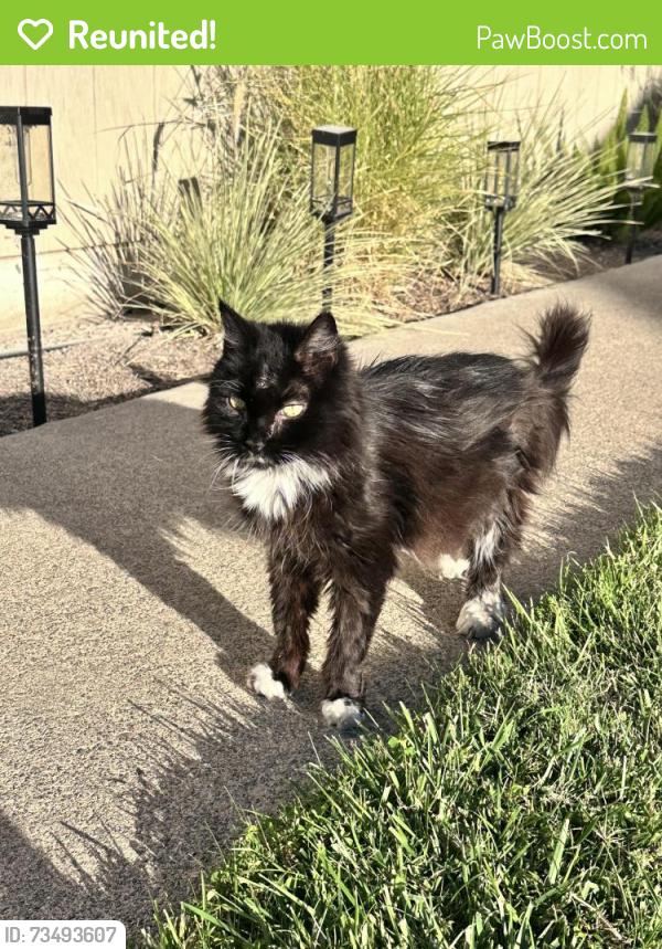 Reunited Female Cat last seen Sunset, Rocklin, CA 95677
