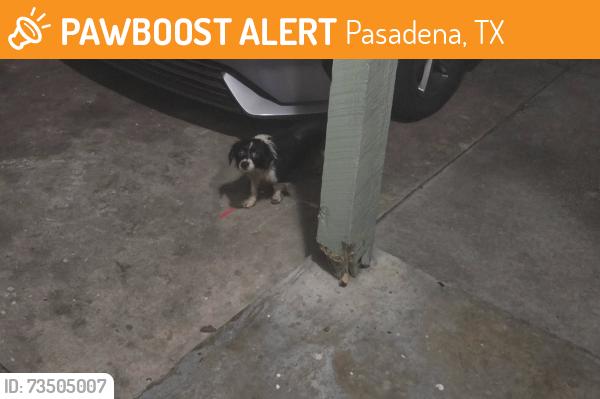 Found/Stray Unknown Dog last seen Blackburn/Mulberry, Pasadena, TX 77502