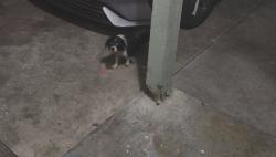 Found/Stray Unknown Dog last seen Blackburn/Mulberry, Pasadena, TX 77502