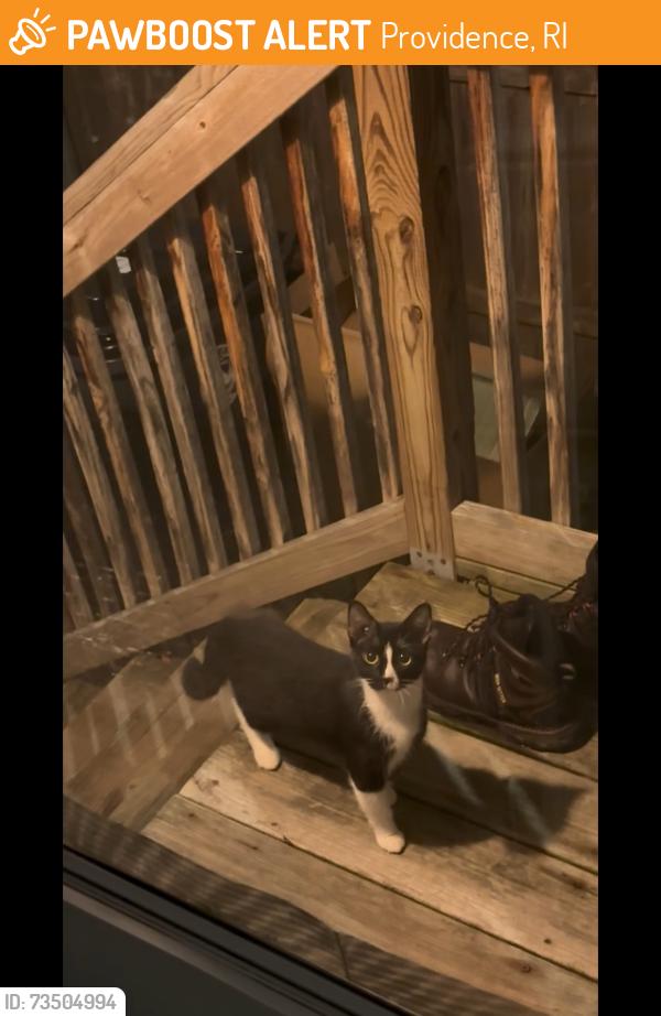 Found/Stray Unknown Cat last seen Near B R Market Services and Manton Gas station, Providence, RI 02909