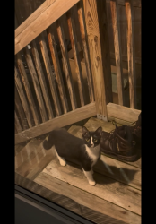 Found/Stray Unknown Cat last seen Near B R Market Services and Manton Gas station, Providence, RI 02909
