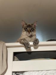 Lost Male Cat last seen Market St near the cemetery on D., Salem, OR 97301