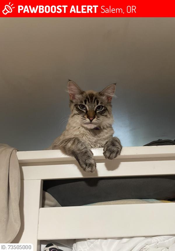 Lost Male Cat last seen Market St near the cemetery on D., Salem, OR 97301