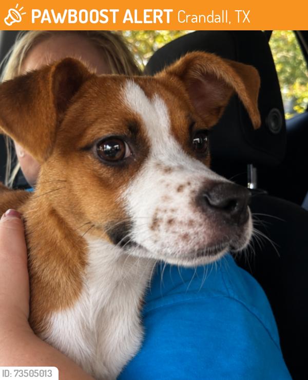 Found/Stray Female Dog last seen Near Meadowcreek Dr, Crandall, TX 75114, Crandall, TX 75114