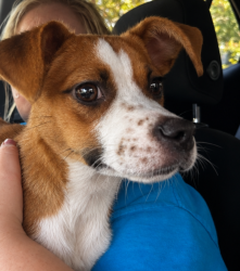 Found/Stray Female Dog last seen Near Meadowcreek Dr, Crandall, TX 75114, Crandall, TX 75114