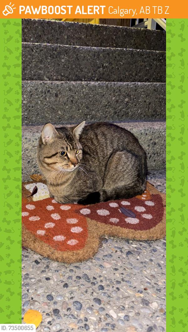 Found/Stray Male Cat last seen Valley Crest Court NW, Calgary, AB T3B 5Z1