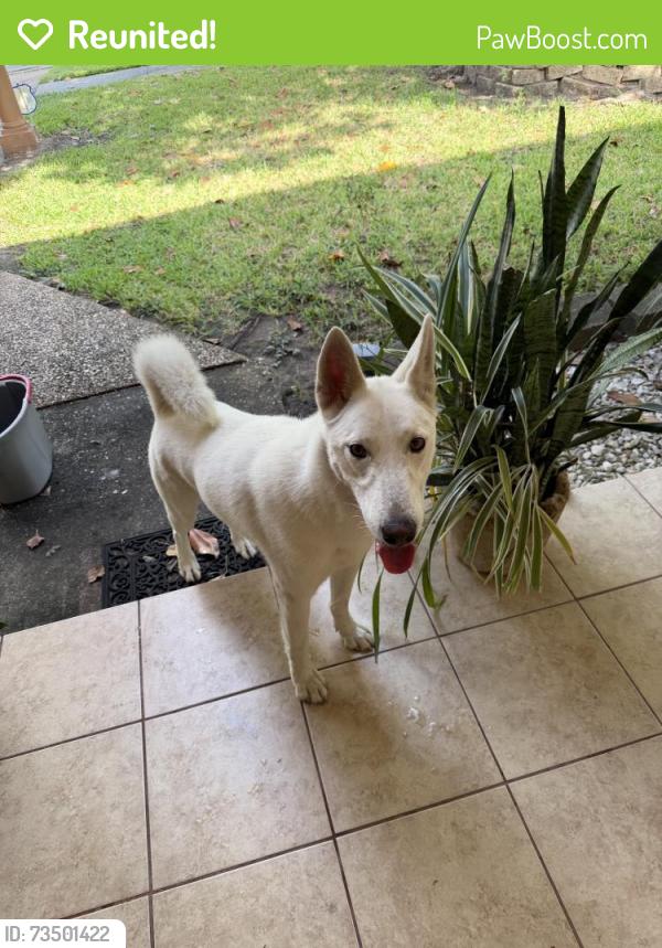 Reunited Male Dog last seen Bertloma St, Pasadena, TX 77502, USA, Pasadena, TX 77502