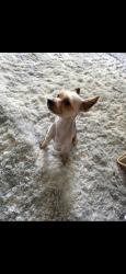 Reunited Male Dog last seen Lotz and ford , lotz and cherry Hill, Canton Township, MI 48187
