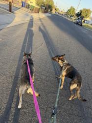 Found/Stray Female Dog last seen mcdonald way and peckham, Bakersfield, CA 93309