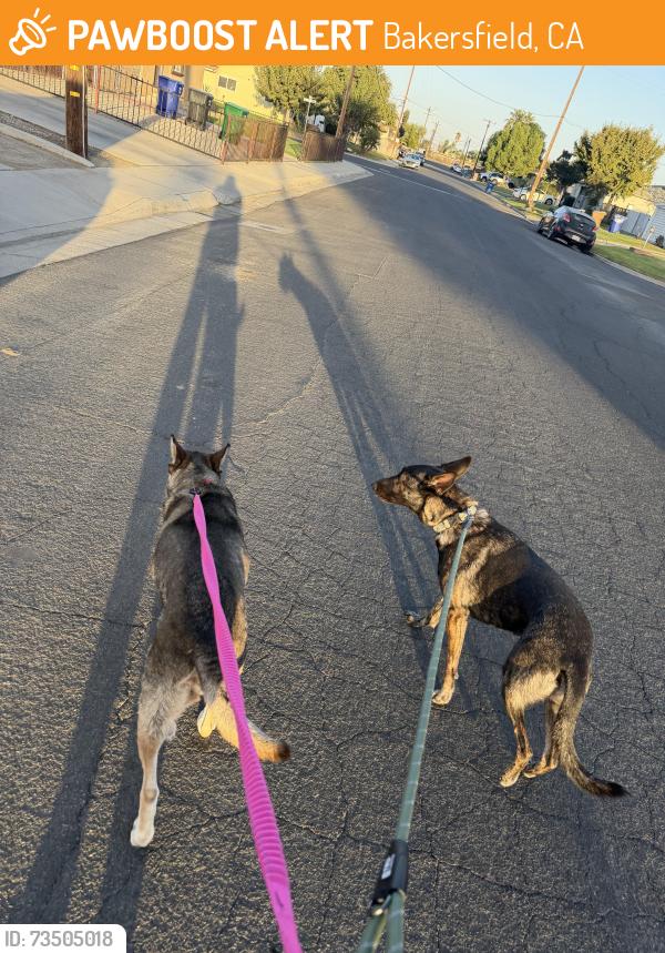 Found/Stray Female Dog last seen mcdonald way and peckham, Bakersfield, CA 93309