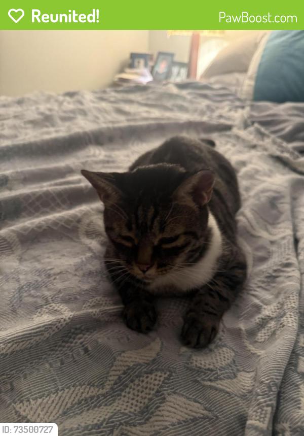 Reunited Female Cat last seen Near Clarke Lane. Lake Worth Beach FL 33460, Lake Worth Beach, FL 33460