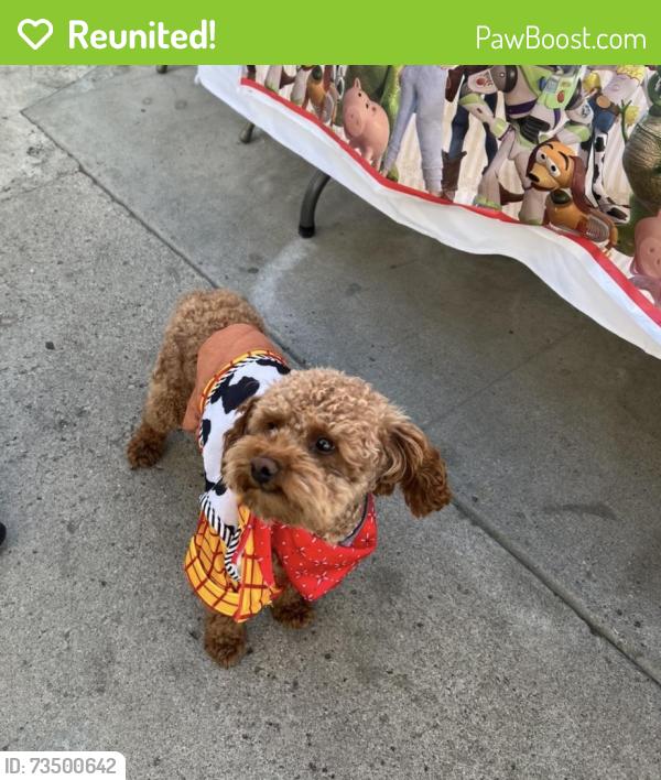 Reunited Male Dog last seen Morris St and Compton Dr, Oxnard, CA 93030