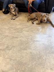 Found/Stray Unknown Dog last seen Morse and El Prado, Sacramento, CA 95825