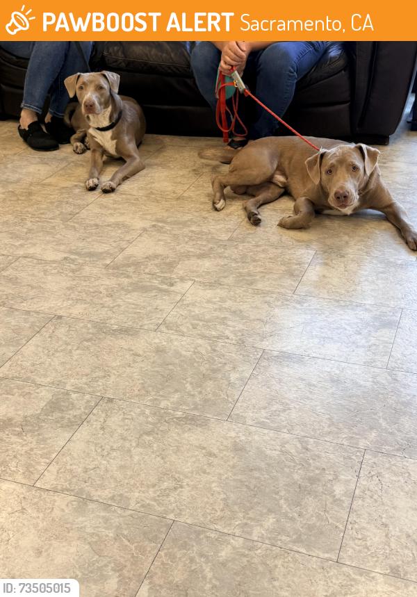 Found/Stray Unknown Dog last seen Morse and El Prado, Sacramento, CA 95825
