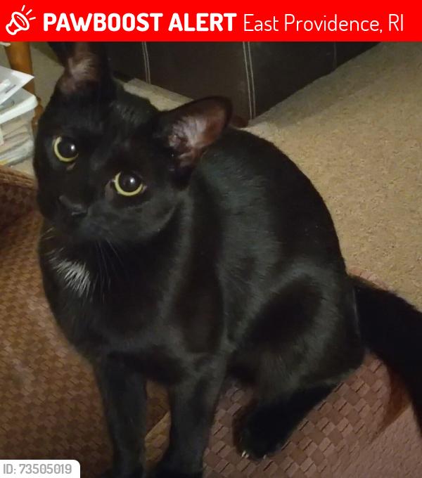 Lost Female Cat last seen Pawtucket Avenue and Newman Avenue, East Providence, RI 02916