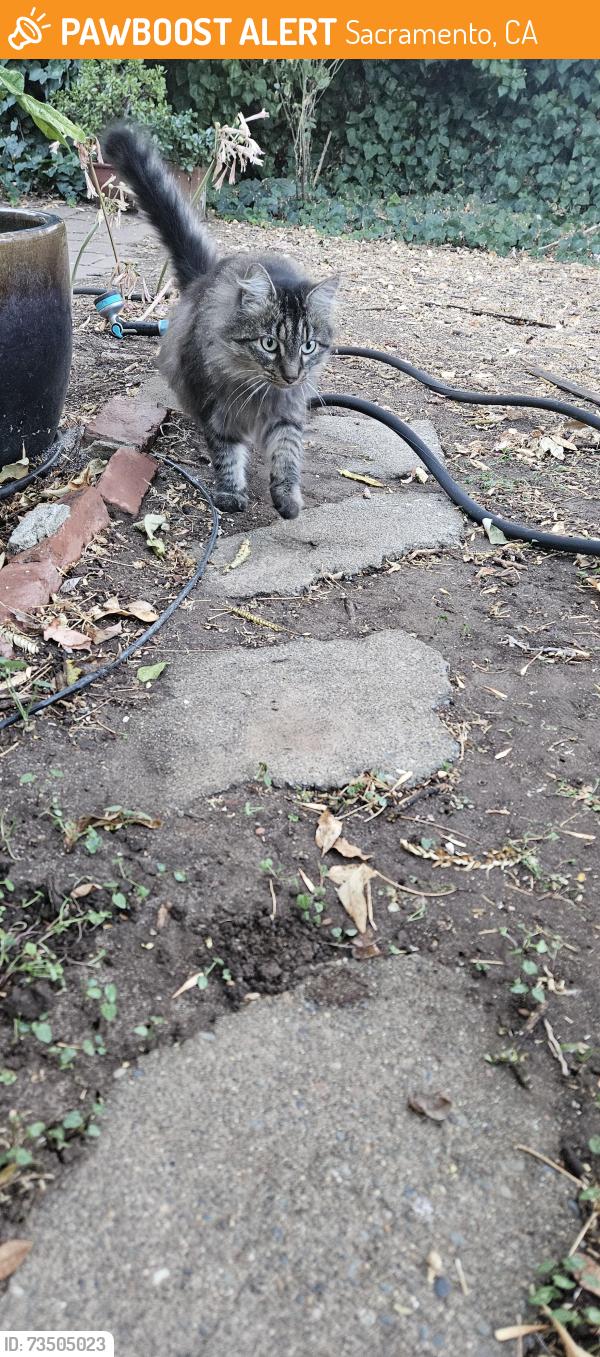 Found/Stray Male Cat last seen Wright and El Camino, Sacramento, CA 95821