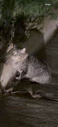 Found/Stray Unknown Cat last seen Right off 52 at Eaton St, Saint Paul, MN 55107