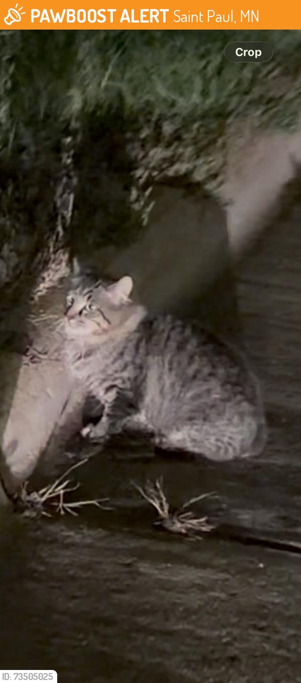 Found/Stray Unknown Cat last seen Right off 52 at Eaton St, Saint Paul, MN 55107