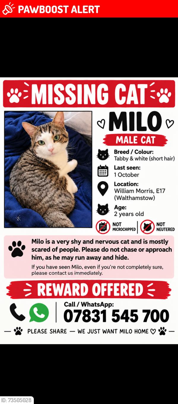 Lost Male Cat last seen Eastleigh Road, Greater London, England E17 5LU