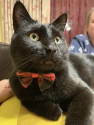 Reunited Male Cat last seen 66th Ave W and 75th St Lakewood, WA, Lakewood, WA 98499