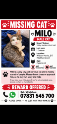 Lost Male Cat last seen Eastleigh Road, Greater London, England E17 5LU