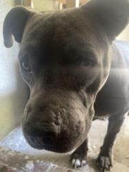 Found/Stray Male Dog last seen Ashlan & Minnewawa, Clovis, CA 93612