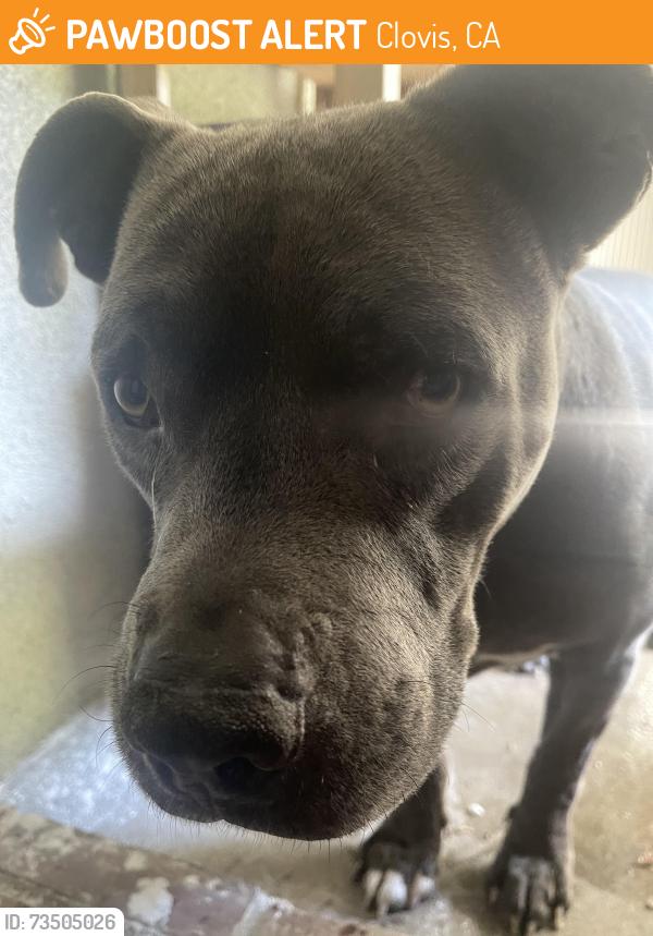 Found/Stray Male Dog last seen Ashlan & Minnewawa, Clovis, CA 93612
