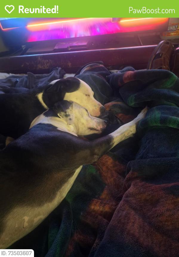 Reunited Female Dog last seen owens and betty lane, Las Vegas, NV 89110